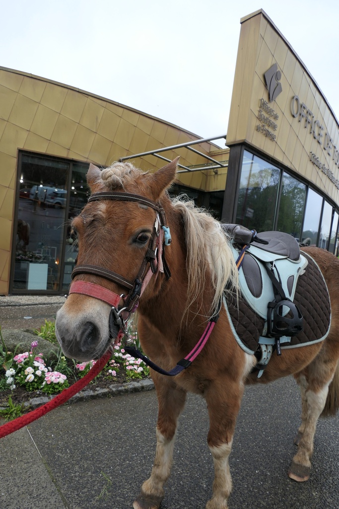 Balade poney